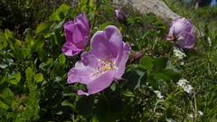 Rosa montana