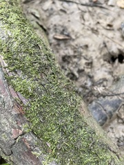 Hygroamblystegium varium