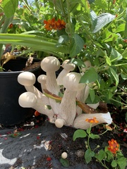 Macrocybe spectabilis