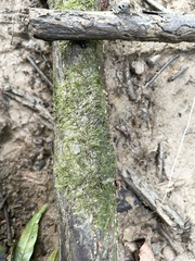 Hygroamblystegium varium