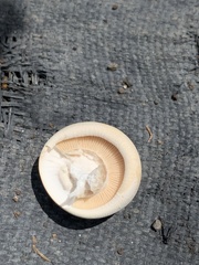 Macrocybe spectabilis