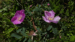 Rosa montana