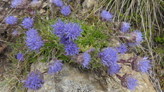 Jasione crispa