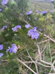 Psoralea speciosa