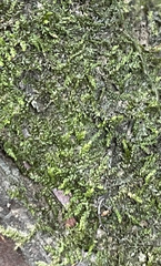 Hygroamblystegium varium