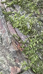 Hygroamblystegium varium