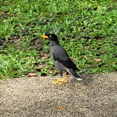 Acridotheres javanicus