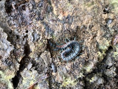 Scolopendra laeta