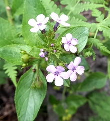 Teedia lucida