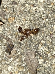 Camponotus americanus