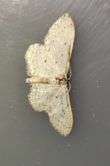 Idaea minuscularia