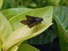 Pelopidas mathias mathias