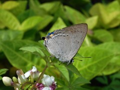Tajuria cippus maxentius
