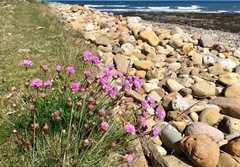 Armeria maritima maritima