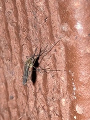 Anopheles