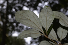 Neolitsea dealbata
