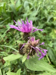 Centaurea