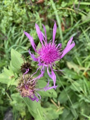 Centaurea