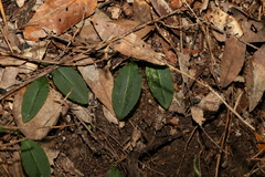Chiloglottis