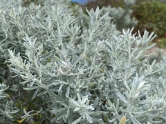 Olearia axillaris