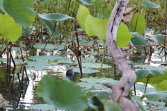 Irediparra gallinacea