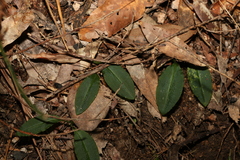 Chiloglottis