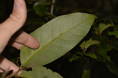 Cryptocarya glaucescens