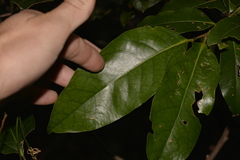 Cryptocarya glaucescens