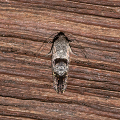 Eupselia carpocapsella