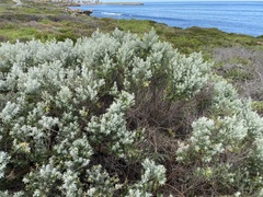 Olearia axillaris