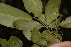 Cryptocarya glaucescens