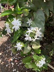 Jasminum polyanthum