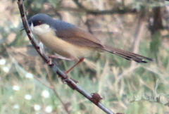 Prinia socialis