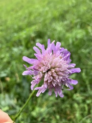 Knautia arvensis