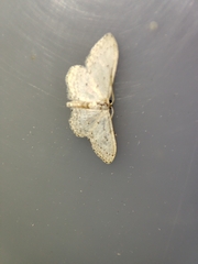 Idaea minuscularia