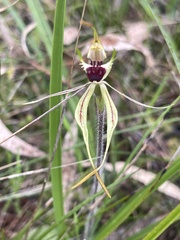 Caladenia parva