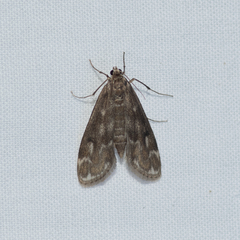 Hygraula nitens