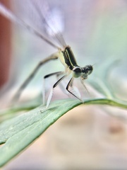 Platycnemis
