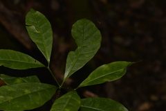 Tabernaemontana pandacaqui