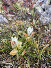 Gentiana algida
