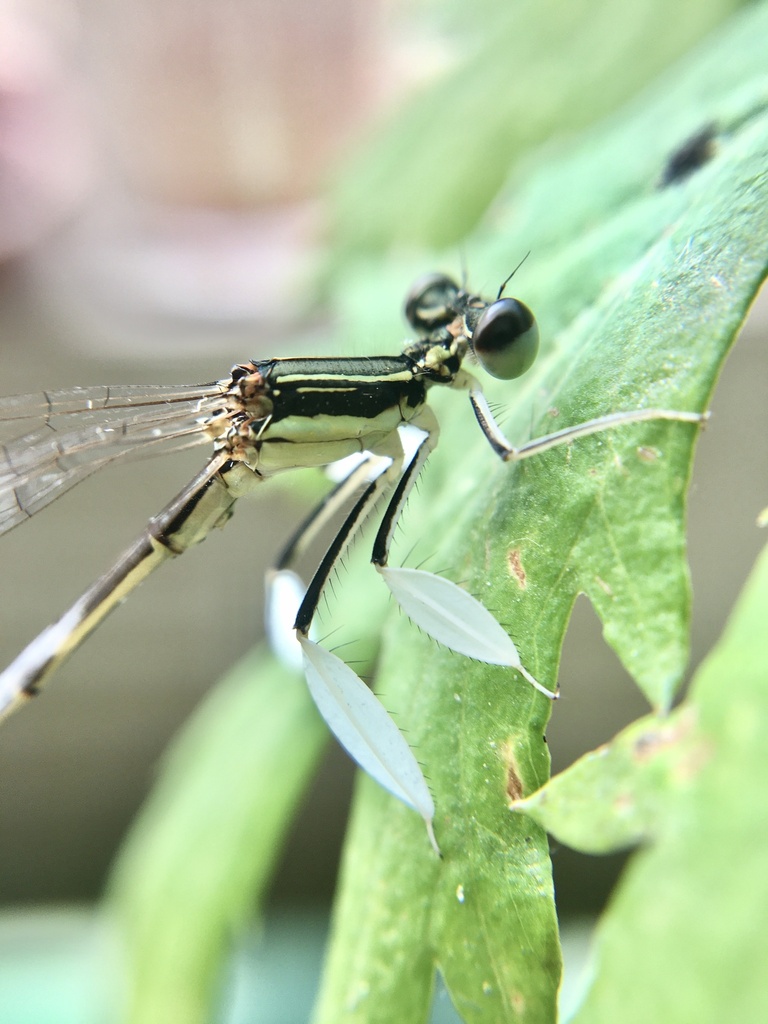 Platycnemis from Shuangqing Road, Beijing, CN on June 27, 2020 at 0921