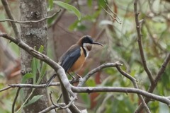 Acanthorhynchus tenuirostris