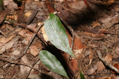 Elaeocarpus reticulatus