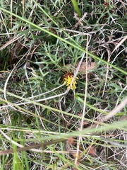 Isopogon ceratophyllus