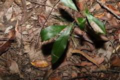 Elaeocarpus reticulatus