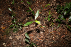 Elaeocarpus reticulatus