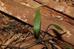 Cryptostylis erecta