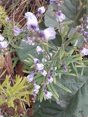 Linaria repens