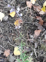 Linaria repens