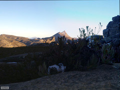 Leucadendron arcuatum